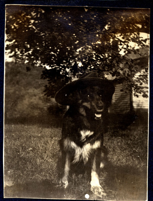 Photograph of dog with a hat
