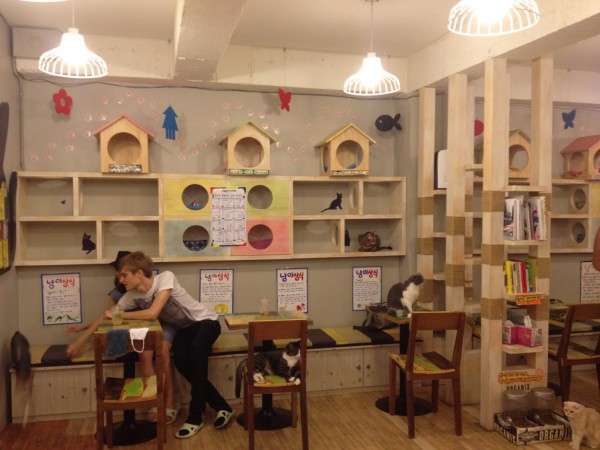 Shelves and cat houses