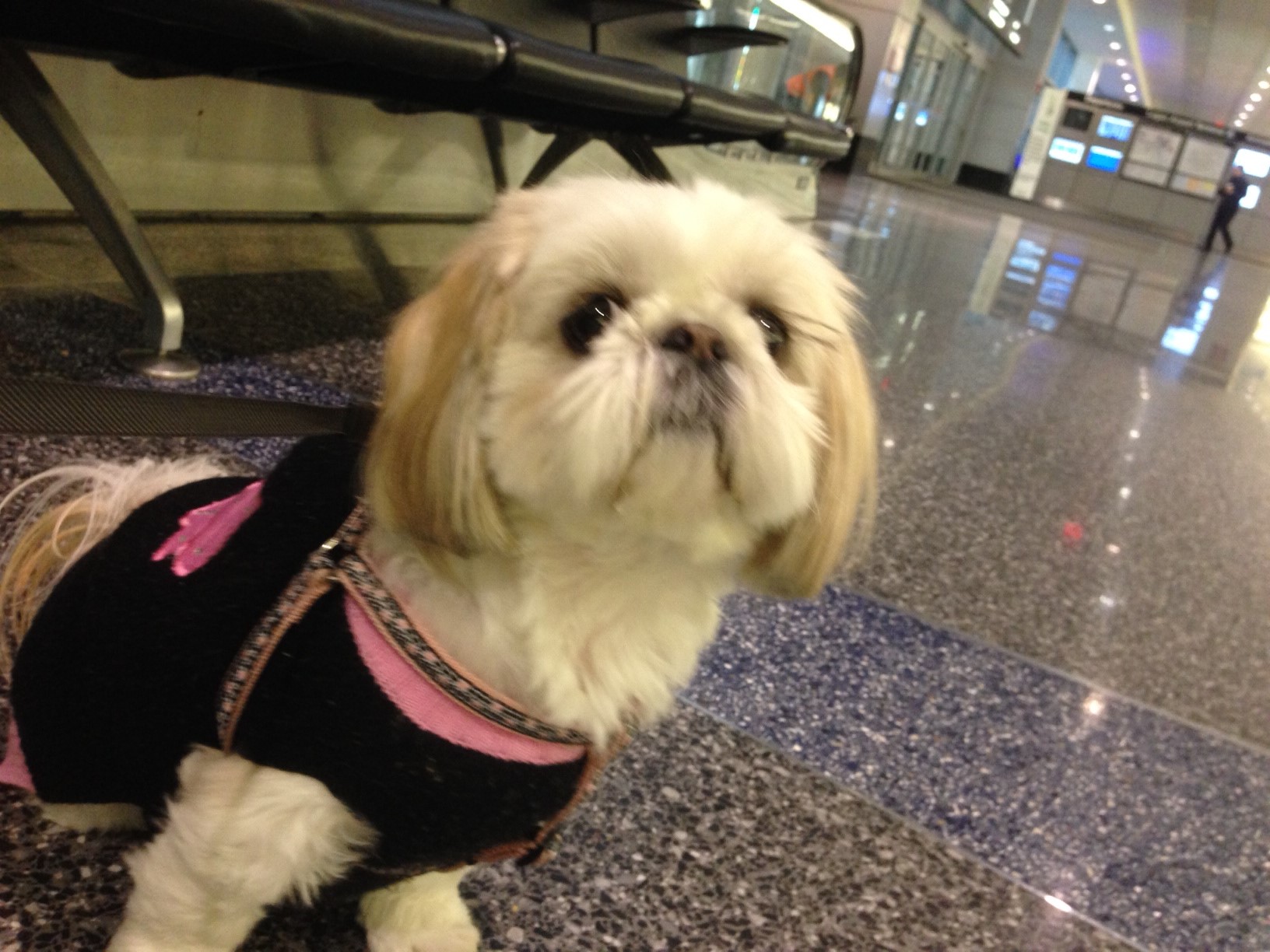 Bella waiting for mommy at the airport