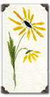 daisy logo
